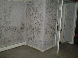 Basement Mold Removal Chicago