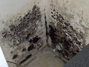 Black Mold Removal Chicago