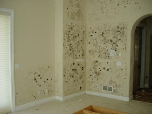 Mold Remediation Services Chicago
