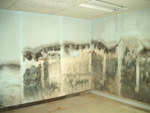 Mold Removal Service Chicago