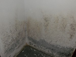 How Can I Detect Mold