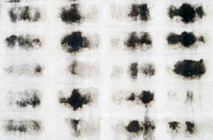 What Is Black Mold Why Is It Toxic