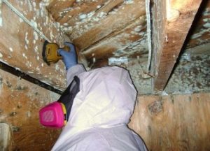 Professional Mold Removal Chicago