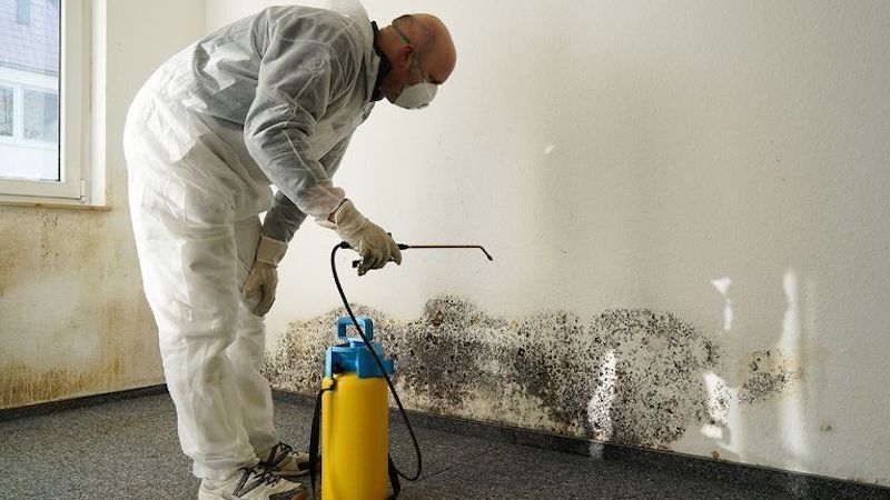 Mold Inspection and Black Mold in Chicago