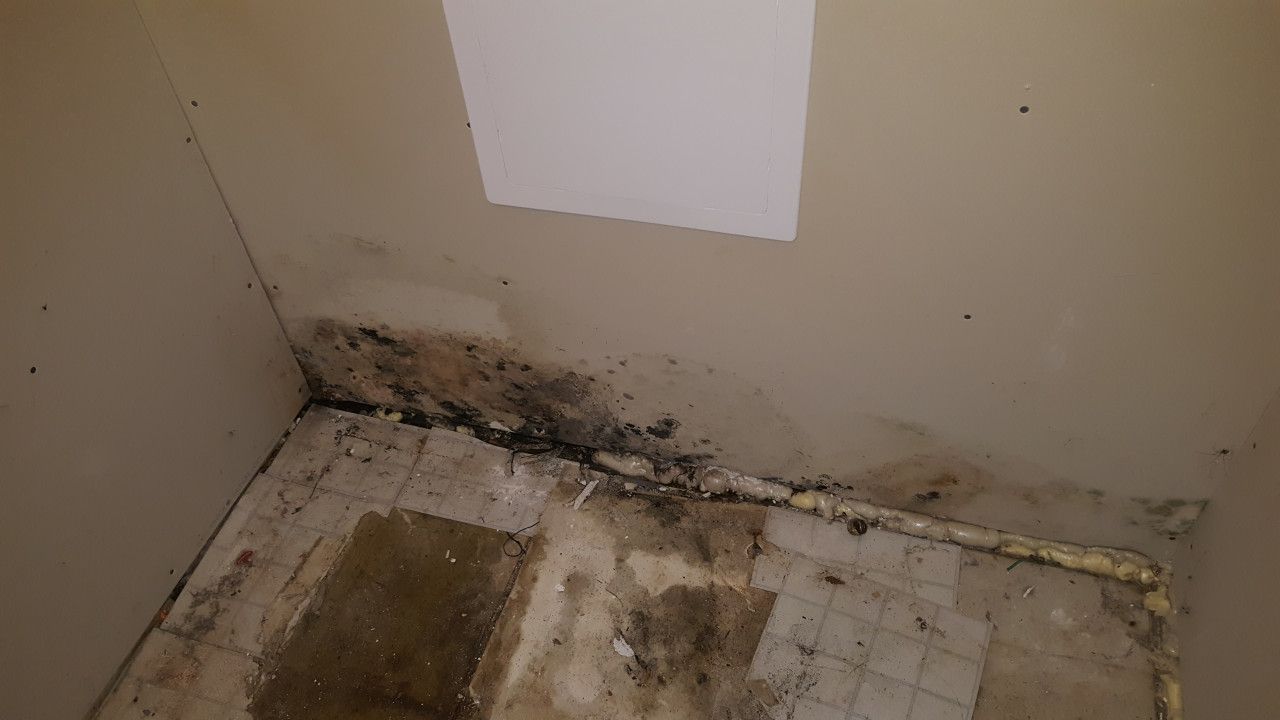 Mold Removal Chicago