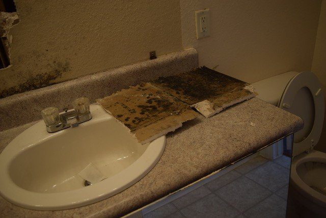 Mold Cleanup Is Not A DIY Job!
