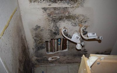 How to Find Mold in the Home