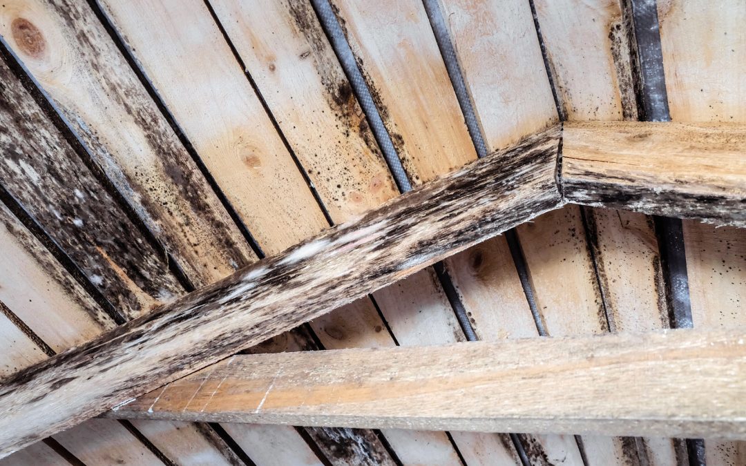 What Causes Attic Mold & How to Remove It