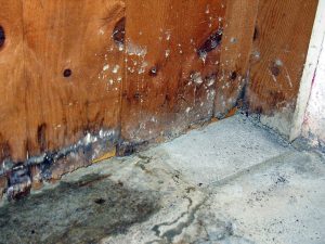 Mold Removal Need in Chicago
