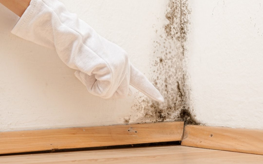 black mold removal chicago