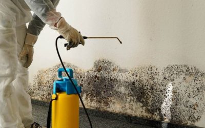 The Health Risks Associated with Mold Infestation: Understanding the Dangers